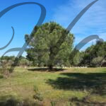 plot for sale sithonia peninsula